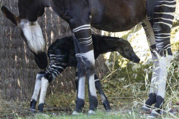 Un bébé okapi est né à Beauval : Quinta et Mambasa parents pour la première fois !