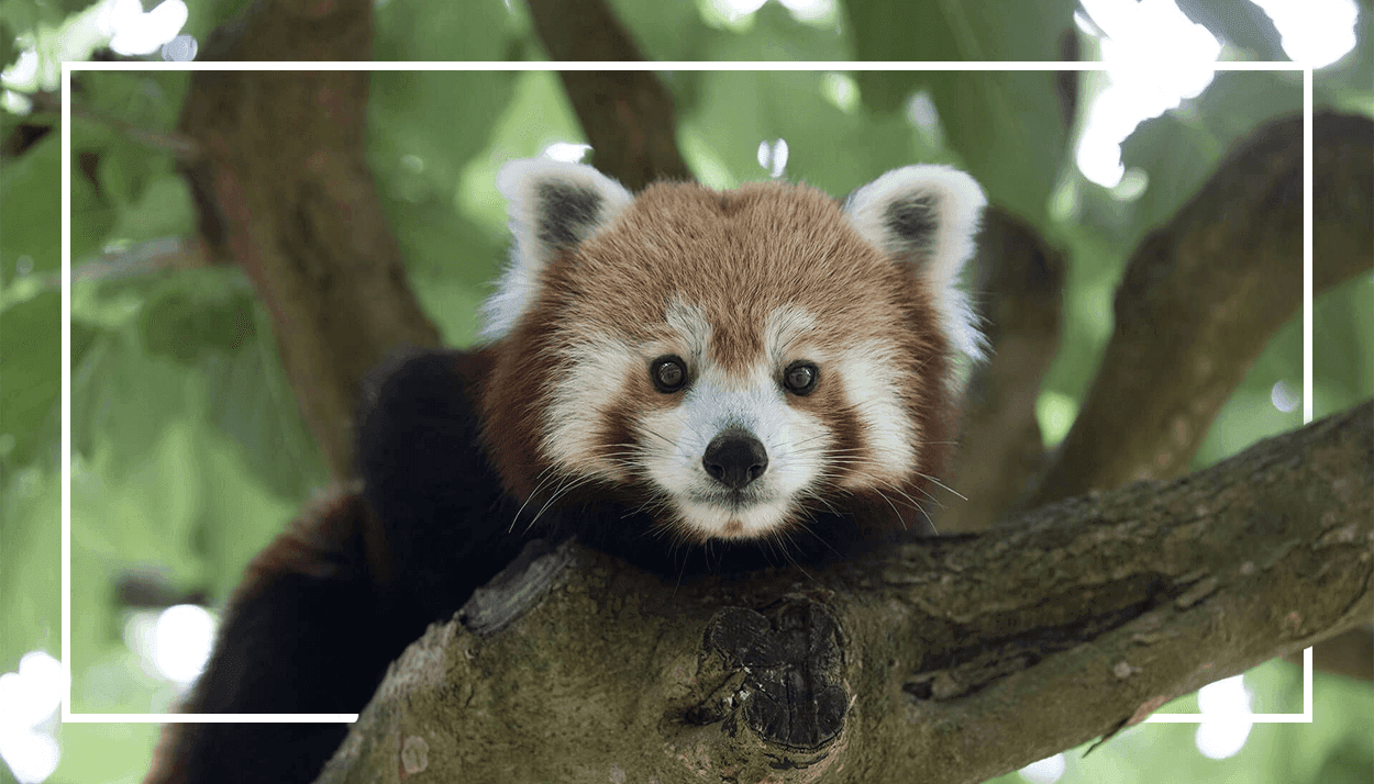 panda roux dans les arbres au ZooParc de Beauval